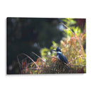 Martín Pescador - Cuauhtli.foto | Cuadro decorativo de Canvas Lab