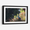 Martín Pescador - Cuauhtli.foto | Cuadro decorativo de Canvas Lab