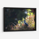 Martín Pescador - Cuauhtli.foto | Cuadro decorativo de Canvas Lab