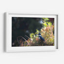 Martín Pescador - Cuauhtli.foto | Cuadro decorativo de Canvas Lab