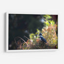 Martín Pescador - Cuauhtli.foto | Cuadro decorativo de Canvas Lab