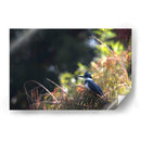 Martín Pescador - Cuauhtli.foto | Cuadro decorativo de Canvas Lab