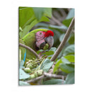 Porta retrato de Gaucamaya - Cuauhtli.foto | Cuadro decorativo de Canvas Lab