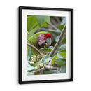 Porta retrato de Gaucamaya - Cuauhtli.foto | Cuadro decorativo de Canvas Lab