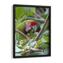 Porta retrato de Gaucamaya - Cuauhtli.foto | Cuadro decorativo de Canvas Lab