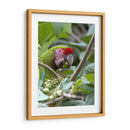 Porta retrato de Gaucamaya - Cuauhtli.foto | Cuadro decorativo de Canvas Lab