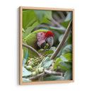 Porta retrato de Gaucamaya - Cuauhtli.foto | Cuadro decorativo de Canvas Lab