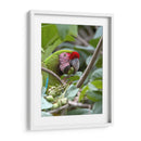 Porta retrato de Gaucamaya - Cuauhtli.foto | Cuadro decorativo de Canvas Lab