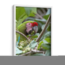 Porta retrato de Gaucamaya - Cuauhtli.foto | Cuadro decorativo de Canvas Lab