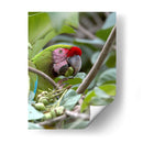 Porta retrato de Gaucamaya - Cuauhtli.foto | Cuadro decorativo de Canvas Lab