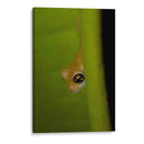 Rana Dorada - Cuauhtli.foto | Cuadro decorativo de Canvas Lab