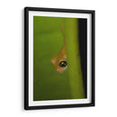 Rana Dorada - Cuauhtli.foto | Cuadro decorativo de Canvas Lab