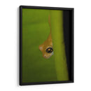 Rana Dorada - Cuauhtli.foto | Cuadro decorativo de Canvas Lab