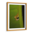 Rana Dorada - Cuauhtli.foto | Cuadro decorativo de Canvas Lab