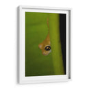 Rana Dorada - Cuauhtli.foto | Cuadro decorativo de Canvas Lab