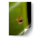 Rana Dorada - Cuauhtli.foto | Cuadro decorativo de Canvas Lab