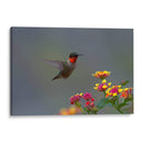 Colibrí Garganta Rubí - Cuauhtli.foto | Cuadro decorativo de Canvas Lab