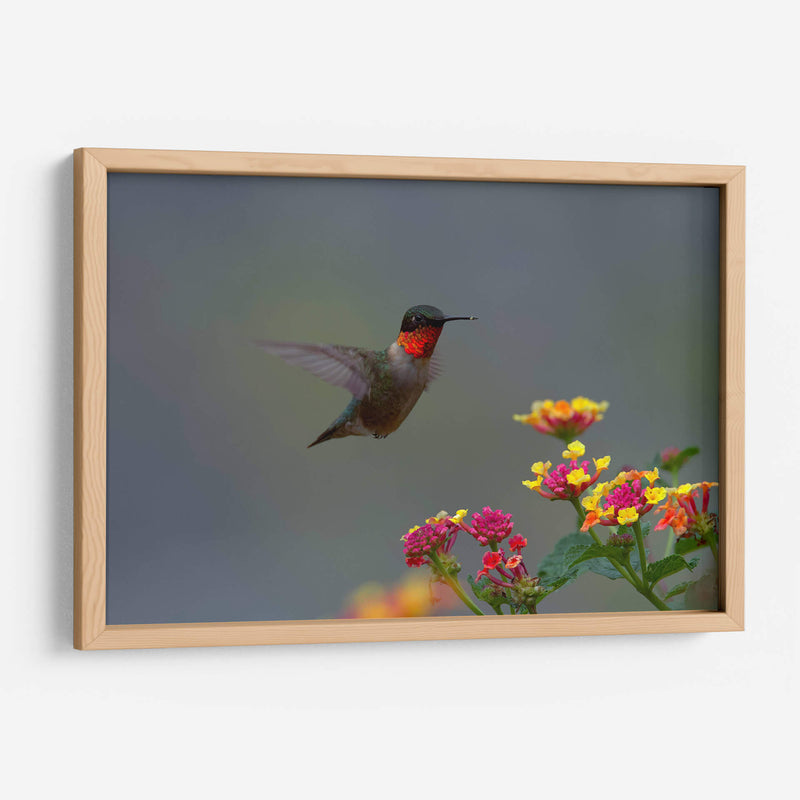 Colibrí Garganta Rubí - Cuauhtli.foto | Cuadro decorativo de Canvas Lab