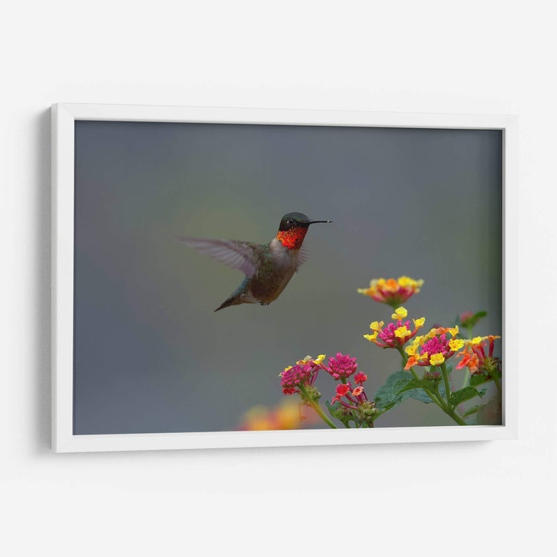 Colibrí Garganta Rubí - Cuauhtli.foto | Cuadro decorativo de Canvas Lab