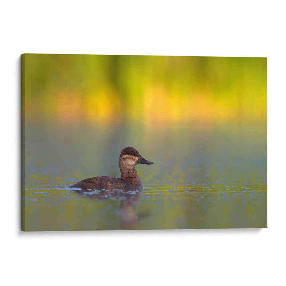 Pato Tepalcate al amanecer - Cuauhtli.foto | Cuadro decorativo de Canvas Lab