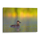 Pato Tepalcate al amanecer - Cuauhtli.foto | Cuadro decorativo de Canvas Lab