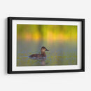 Pato Tepalcate al amanecer - Cuauhtli.foto | Cuadro decorativo de Canvas Lab