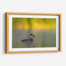 Pato Tepalcate al amanecer - Cuauhtli.foto | Cuadro decorativo de Canvas Lab