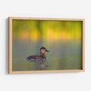 Pato Tepalcate al amanecer - Cuauhtli.foto | Cuadro decorativo de Canvas Lab