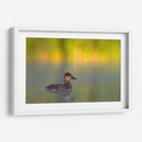 Pato Tepalcate al amanecer - Cuauhtli.foto | Cuadro decorativo de Canvas Lab