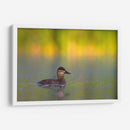 Pato Tepalcate al amanecer - Cuauhtli.foto | Cuadro decorativo de Canvas Lab