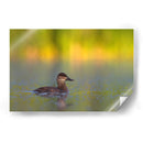 Pato Tepalcate al amanecer - Cuauhtli.foto | Cuadro decorativo de Canvas Lab