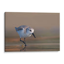 Playerito Paseando - Cuauhtli.foto | Cuadro decorativo de Canvas Lab