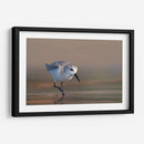 Playerito Paseando - Cuauhtli.foto | Cuadro decorativo de Canvas Lab