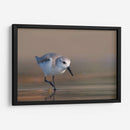 Playerito Paseando - Cuauhtli.foto | Cuadro decorativo de Canvas Lab