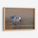 Playerito Paseando - Cuauhtli.foto | Cuadro decorativo de Canvas Lab