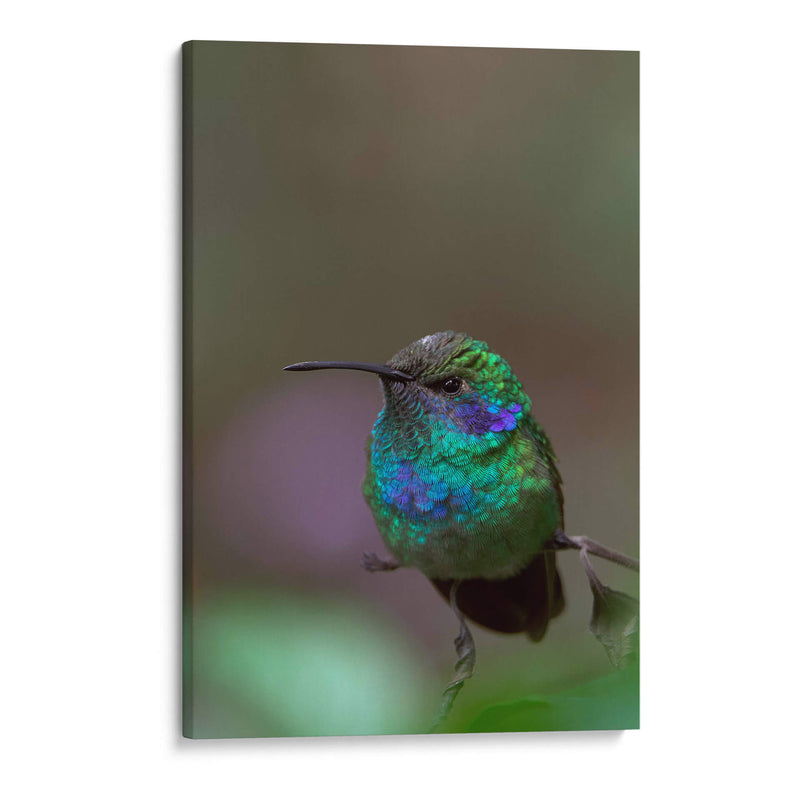 Retrato de Colibrí Orejas Violetas - Cuauhtli.foto | Cuadro decorativo de Canvas Lab