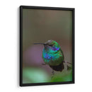 Retrato de Colibrí Orejas Violetas - Cuauhtli.foto | Cuadro decorativo de Canvas Lab