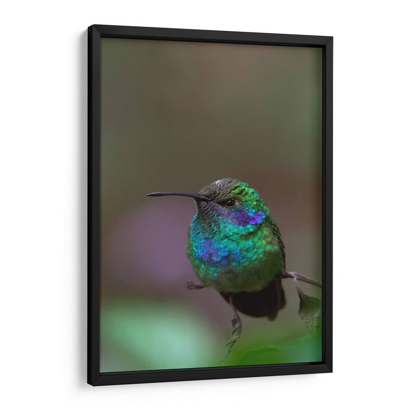 Retrato de Colibrí Orejas Violetas - Cuauhtli.foto | Cuadro decorativo de Canvas Lab