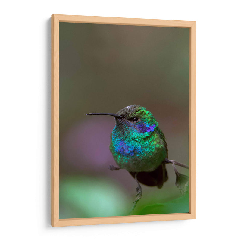 Retrato de Colibrí Orejas Violetas - Cuauhtli.foto | Cuadro decorativo de Canvas Lab