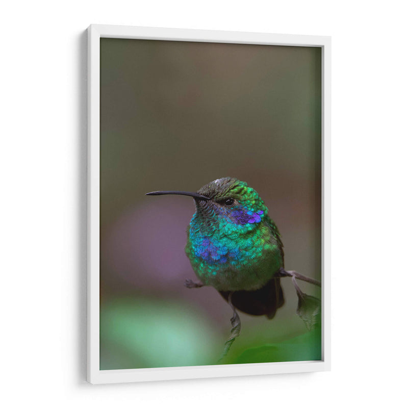 Retrato de Colibrí Orejas Violetas - Cuauhtli.foto | Cuadro decorativo de Canvas Lab