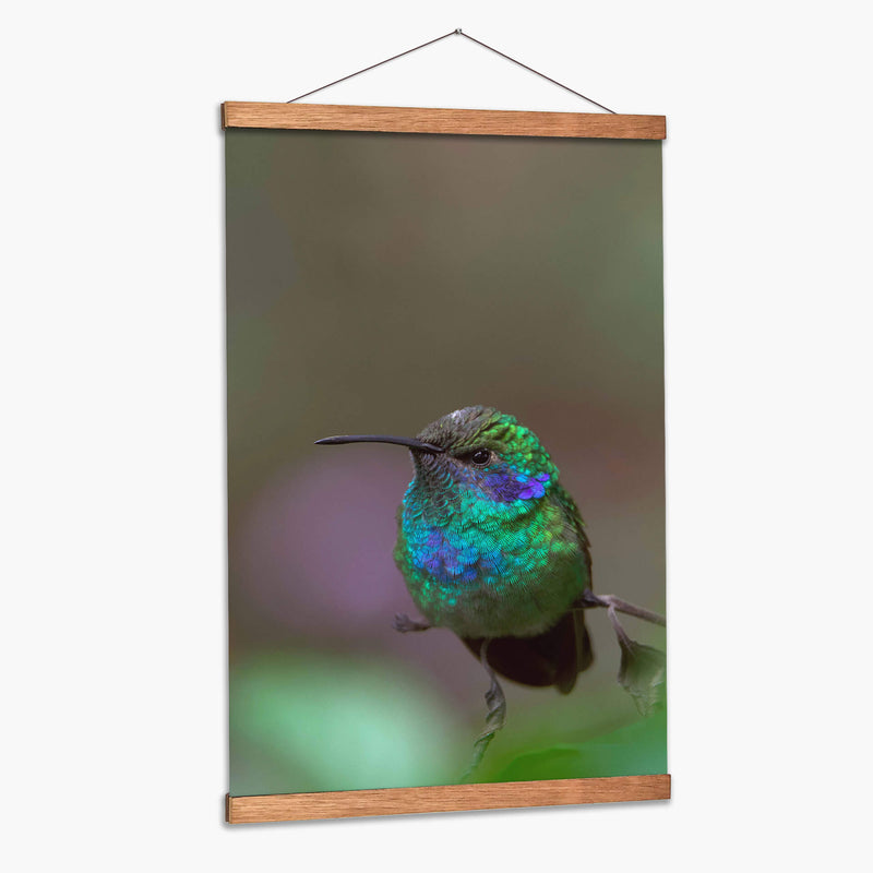 Retrato de Colibrí Orejas Violetas - Cuauhtli.foto | Cuadro decorativo de Canvas Lab