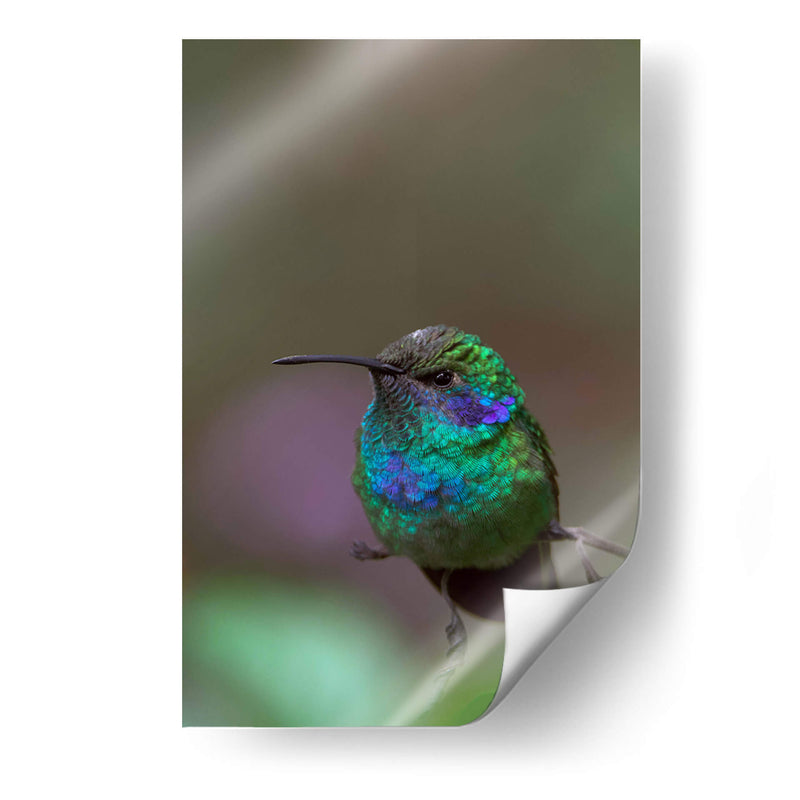 Retrato de Colibrí Orejas Violetas - Cuauhtli.foto | Cuadro decorativo de Canvas Lab