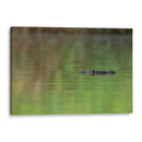 Cocodrilo observando  - Cuauhtli.foto | Cuadro decorativo de Canvas Lab