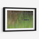 Cocodrilo observando  - Cuauhtli.foto | Cuadro decorativo de Canvas Lab