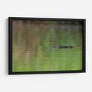 Cocodrilo observando  - Cuauhtli.foto | Cuadro decorativo de Canvas Lab