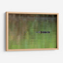 Cocodrilo observando  - Cuauhtli.foto | Cuadro decorativo de Canvas Lab