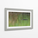 Cocodrilo observando  - Cuauhtli.foto | Cuadro decorativo de Canvas Lab