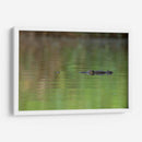 Cocodrilo observando  - Cuauhtli.foto | Cuadro decorativo de Canvas Lab