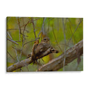 Chotacabras - Cuauhtli.foto | Cuadro decorativo de Canvas Lab