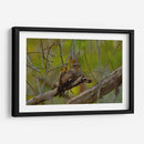 Chotacabras - Cuauhtli.foto | Cuadro decorativo de Canvas Lab